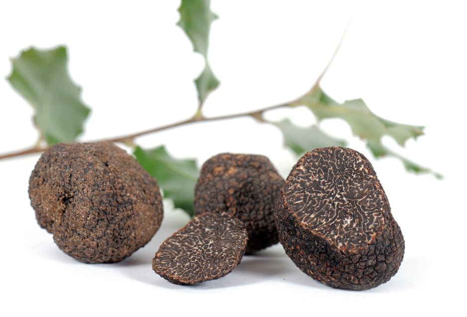 truffe-arbre-chene.jpg